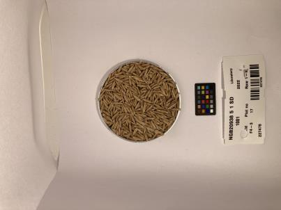 Click for 1 image(s) for this accession. SEED